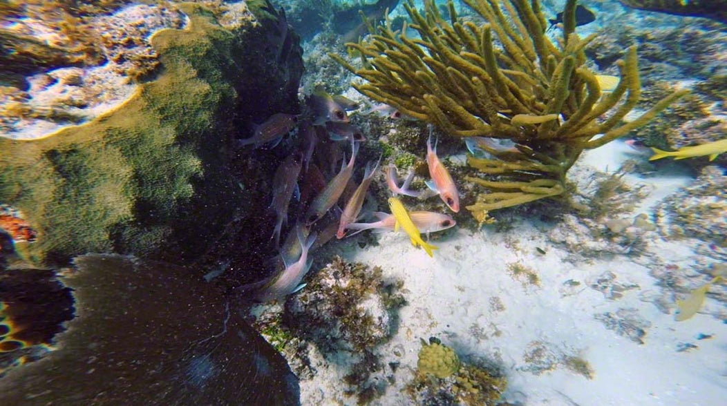 Grand Cayman Marine Life: Part I